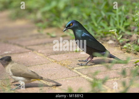 Schwarz-bellied Starling Lamprotornis corruscus St Lucia Wetland Park Südafrika Stockfoto