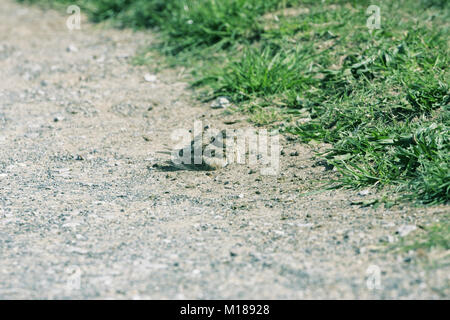 Gemeinsame feldlerche Alauda arvensis Staub Baden auf einen Fußweg Stockfoto