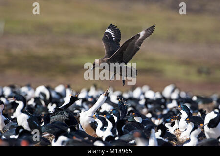 Falkland skua Catharacta antarctica über Imperial shag Kolonie trostlosen Insel Falkland Inseln fliegen Stockfoto