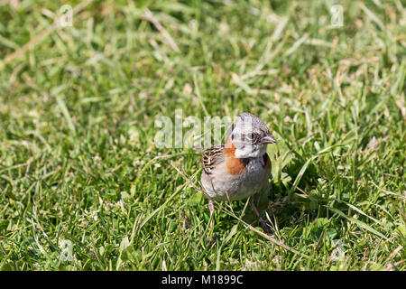 Rufous-collared sparrow Zonotrichia capensis auf Grünland Nationalpark Torres del Paine Patagonien Chile Südamerika Dezember 2016 Stockfoto