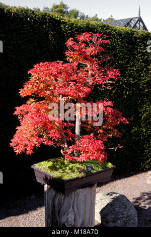 ACER PALMATUM DESHOJO. BONSAI Stockfoto