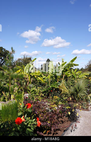 RHS Wisley exotischen Garten mit tropischen Pflanzen. Stockfoto