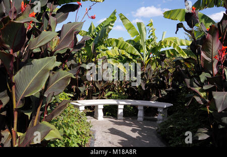 RHS Wisley exotischen Garten mit tropischen Pflanzen. Stockfoto