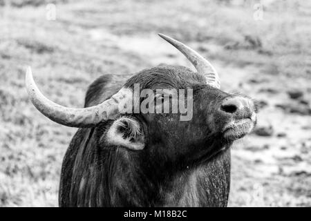 Asiatische Wasserbüffel in Yala Nationalpark, Sri Lanka (monochrom) Stockfoto