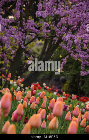 Frühling im Hermannshof in Weinheim - Frühling im Hermannshof Stockfoto