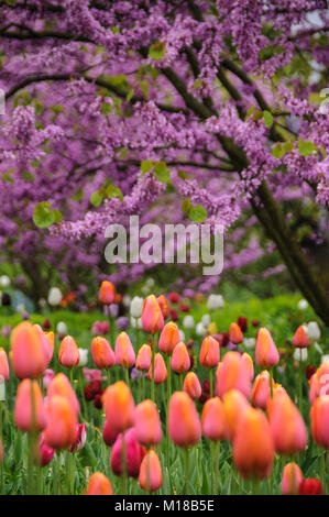 Frühling im Hermannshof in Weinheim - Frühling im Hermannshof Stockfoto