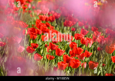 Tulpenblüte im Hermannshof in Weinheim - Tulpen blühen im Hermannshof Stockfoto