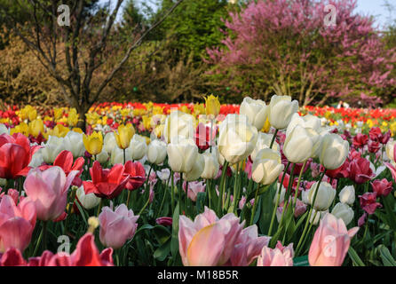 Tulpenblüte im Hermannshof in Weinheim - Tulpen blühen im Hermannshof Stockfoto