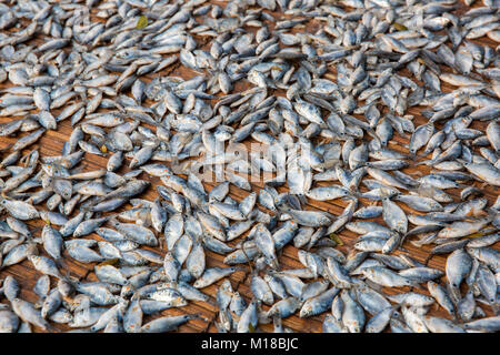 Fische sind unter der Sonne zu sein in jessore in Bangladesch getrocknet. Stockfoto