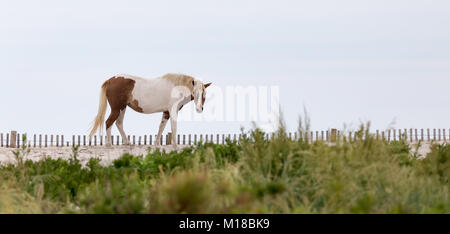 Ein wildes Pony, Pferd, Assateague Island, Maryland, USA. Diese Tiere sind auch bekannt als Assateague Pferd oder Chincoteague Ponys. Stockfoto