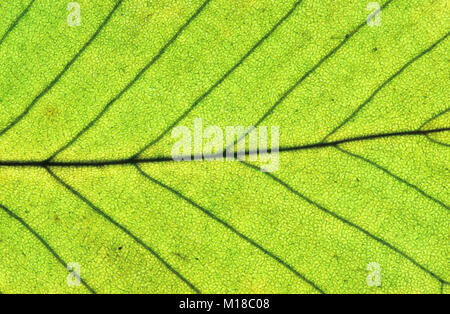 Europäische Hainbuche, Blatt Detail im Herbst, Nordrhein-Westfalen, Deutschland/(Carpinus betulus) | Hainbuche, Blattdetail im Herbst Stockfoto