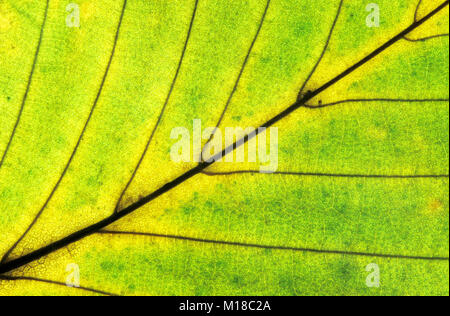 Europäische Hainbuche, Blatt Detail im Herbst, Nordrhein-Westfalen, Deutschland/(Carpinus betulus) | Hainbuche, Blattdetail im Herbst Stockfoto