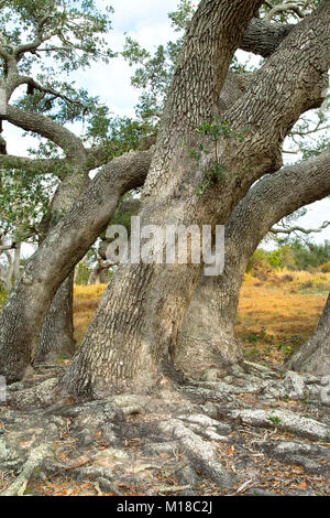 Coastal Live Oak Trees 'Quercus virginiana', Goose Island State Park. Stockfoto