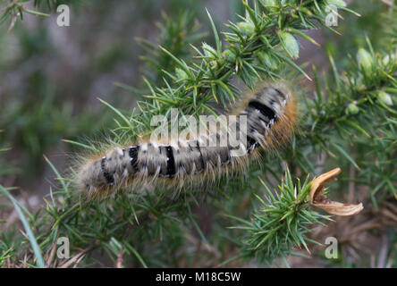 Oak eggar Motte Caterpillar (Lasiocampa quercus) in Heide bei hankley Gemeinsame, Surrey, Großbritannien Stockfoto