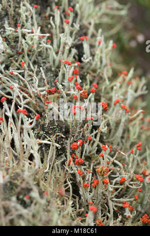 Bunte Streichholz Flechten (Cladonia cristatella), auch als britische Soldaten, Surrey Heide bekannt Stockfoto