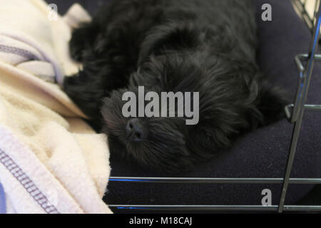 Zwergschnauzer Welpen. Schwarz cute puppy in verschiedenen Posen. Stockfoto