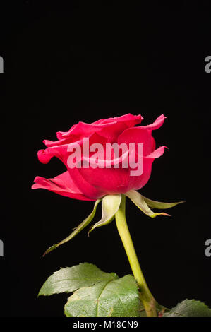 Einzelne rote Rose Stockfoto