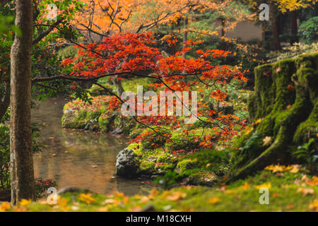 Kyoto Herbst Coloful Jahreszeit Red Maple Leaf Garden mit grünem Moos auf Baum Stockfoto