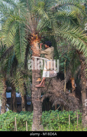 Man Klettern oder Khejur Dattelpalmen (Phoenix sylvestris) Baum für toddy, Khulna Division, Bangladesch. Stockfoto