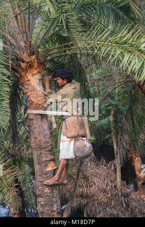 Man Klettern oder Khejur Dattelpalmen (Phoenix sylvestris) Baum für toddy, Khulna Division, Bangladesch. Stockfoto