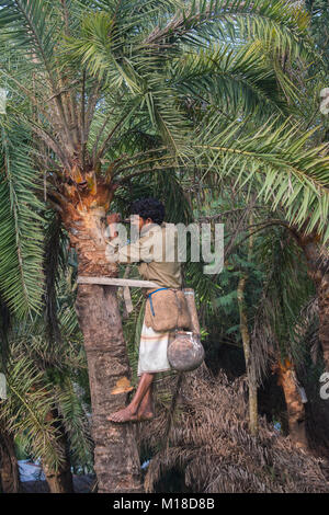 Man Klettern oder Khejur Dattelpalmen (Phoenix sylvestris) Baum für toddy, Khulna Division, Bangladesch. Stockfoto