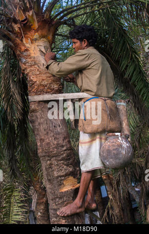 Man Klettern oder Khejur Dattelpalmen (Phoenix sylvestris) Baum für toddy, Khulna Division, Bangladesch. Stockfoto