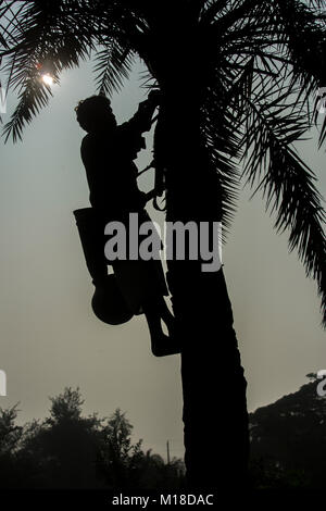 Man Klettern oder Khejur Dattelpalmen (Phoenix sylvestris) Baum für toddy, Khulna Division, Bangladesch. Stockfoto