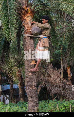 Datum palm sap-Sammler hing eine Sammlung Topf Khulna Division, Bangladesch. Stockfoto