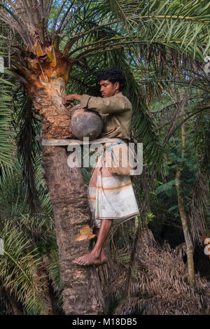 Man Klettern oder Khejur Dattelpalmen (Phoenix sylvestris) Baum für toddy, Khulna Division, Bangladesch. Stockfoto