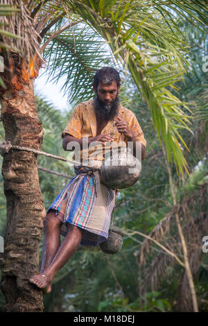 Datum palm sap-Sammler hing eine Sammlung Topf Khulna Division, Bangladesch. Stockfoto