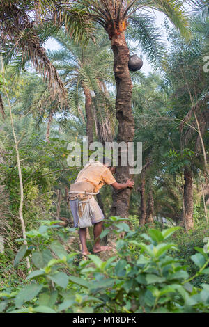 Man Klettern oder Khejur Dattelpalmen (Phoenix sylvestris) Baum für toddy, Khulna Division, Bangladesch. Stockfoto