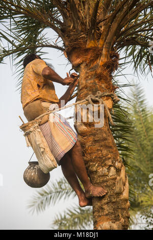 Datum palm sap-Sammler hing eine Sammlung Topf Khulna Division, Bangladesch. Stockfoto