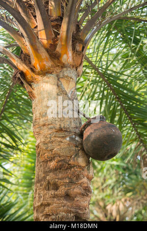 Man Klettern oder Khejur Dattelpalmen (Phoenix sylvestris) Baum für toddy, Khulna Division, Bangladesch. Stockfoto