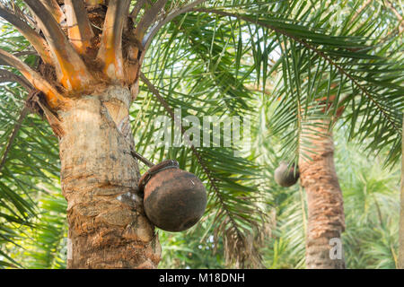 Man Klettern oder Khejur Dattelpalmen (Phoenix sylvestris) Baum für toddy, Khulna Division, Bangladesch. Stockfoto