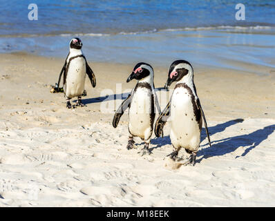 In Simon's Town, Südafrika, zwei Pinguine gehen zusammen auf einem Strand an, während die andere schaut sie von hinten. Stockfoto