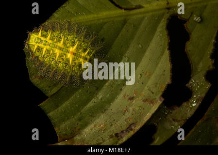 Ein Stechen slug Caterpillar aus der Familie Limacodidae wahrscheinlich in der Isa-Gattung. Dieses ist von der Kolumbianischen Amazon. Stockfoto