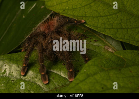 Ein rosa toe Tarantula (Avicularia avicularia) sich aus seinem Versteck unter die Blätter. Stockfoto