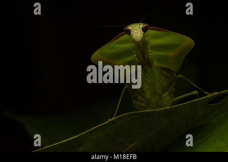 Ein Schild mantis in der Gattung Choeradodis, setzt auf seine Tarnung es sowohl von Räuber und Beute zu verstecken. Stockfoto