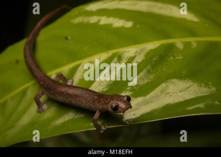 Eine kletternde Pilz Zunge salamander (Bolitoglossa altamazonica) aus dem kolumbianischen Dschungel. Stockfoto
