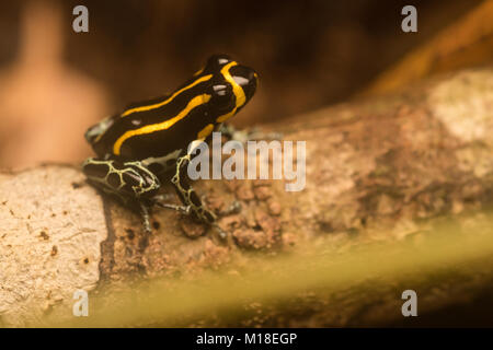 Einen kleinen Pfeilgiftfrosch (Ranitomeya toraro) eine Art nur beschrieben im Jahr 2011. Kleine und arboreal stützt er sich auf seine Toxine vor Raubtieren zu schützen. Stockfoto