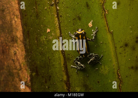 Einen kleinen Pfeilgiftfrosch (Ranitomeya toraro) eine Art nur beschrieben im Jahr 2011. Kleine und arboreal stützt er sich auf seine Toxine vor Raubtieren zu schützen. Stockfoto