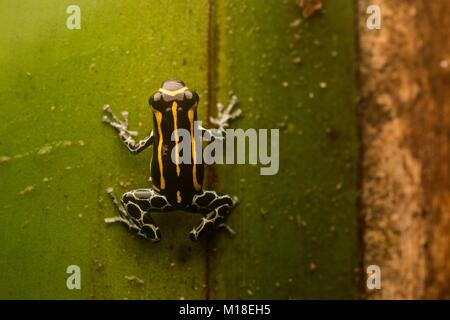 Einen kleinen Pfeilgiftfrosch (Ranitomeya toraro) eine Art nur beschrieben im Jahr 2011. Kleine und arboreal stützt er sich auf seine Toxine vor Raubtieren zu schützen. Stockfoto