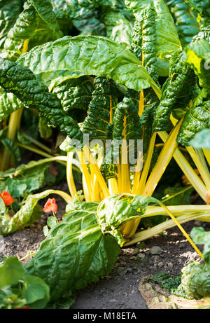 Schweizer gelb Mangold wächst im Garten Stockfoto