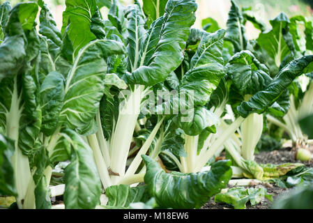 Weiß - aufgehaltene Mangold wächst im Garten Stockfoto