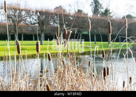 Rohrkolben durch einen Teich in Sussex Stockfoto