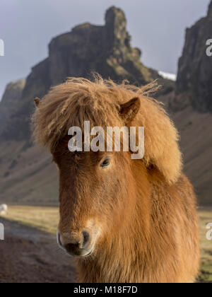 Isländischen Pferd, Porträt, Skógar, Rangárvallahreppur, Iceland Stockfoto