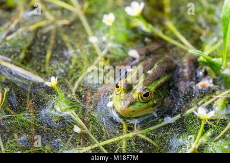 Green frog (Rana esculenta) zwischen blühenden Wasserpflanzen, Flusswasser Hahnenfuß (Ranunculus fluitans), Venetien, Italien Stockfoto