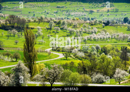 Blühende Streuobstwiesen, Kirschblüte, Obereggenen, Markgräflerland, Schwarzwald, Baden-Württemberg, Deutschland Stockfoto