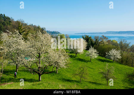 Blühende Obstbäume auf der Orchard Wiese, Sipplingen, Bodensee, Bodenseekreis, Baden-Württemberg, Deutschland Stockfoto
