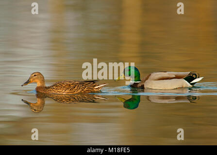Stockenten (Anas platyrhynchos), ein Paar im Wasser, männlich und weiblich, Hessen, Deutschland Stockfoto